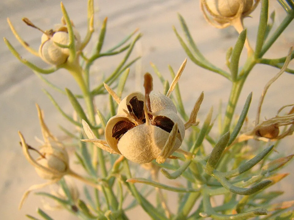 گیاه اسپند